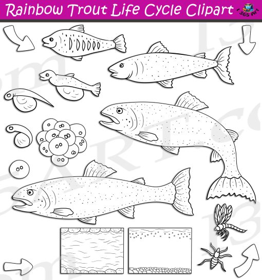 Rainbow Trout Life Cycle Clipart