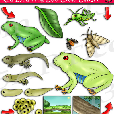 Red-Eyed Tree Frog Life Cycle Clipart