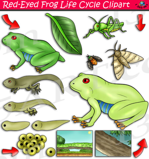 Red-Eyed Tree Frog Life Cycle Clipart