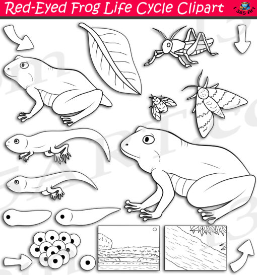 Red-Eyed Tree Frog Life Cycle Clipart