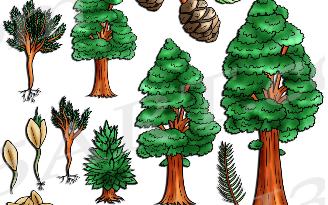 Sequoia Tree Life Cycle Clipart Set Download