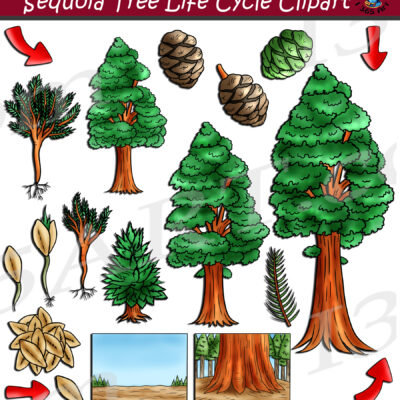 Sequoia Tree Life Cycle Clipart