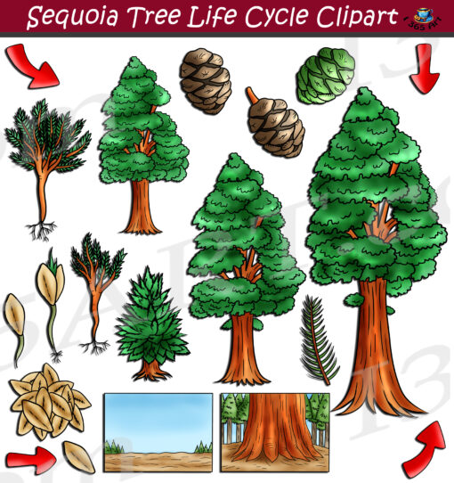 Sequoia Tree Life Cycle Clipart