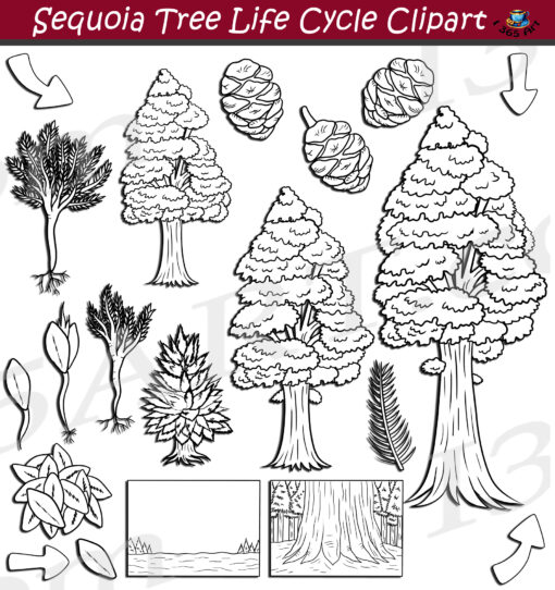 Sequoia Tree Life Cycle Clipart