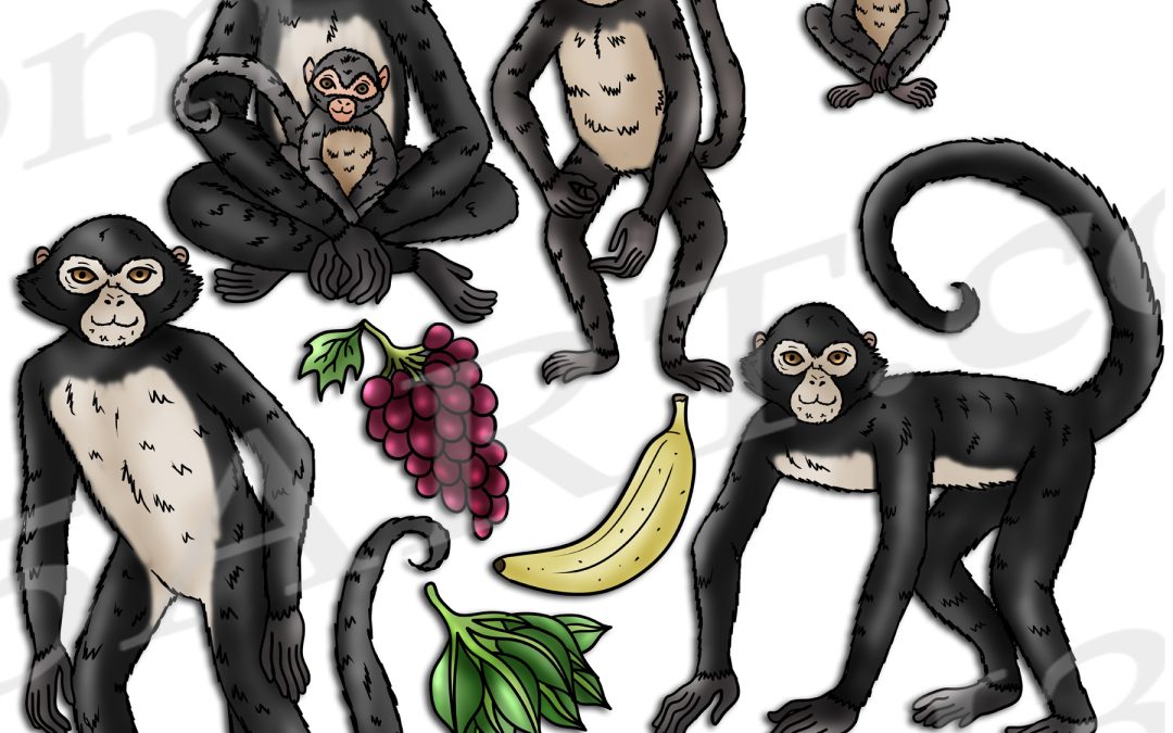 Spider Monkey Life Cycle Clipart Set Download