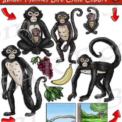 Spider Monkey Life Cycle Clipart