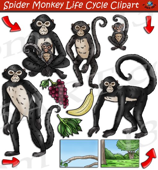 Spider Monkey Life Cycle Clipart