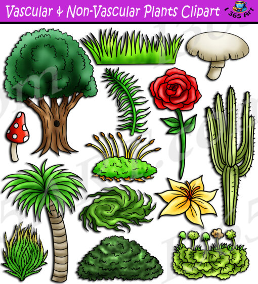 Vascular & Non-Vascular Plants Clipart