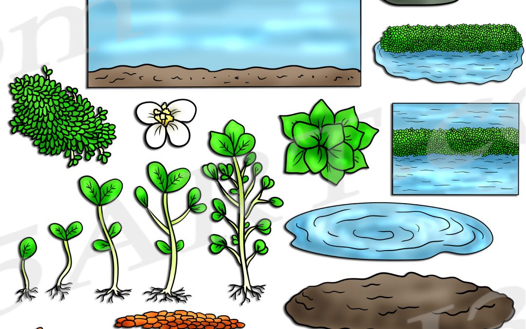 Watercress Life Cycle Clipart Set Download