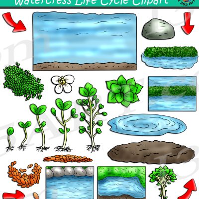 Watercress Life Cycle Clipart