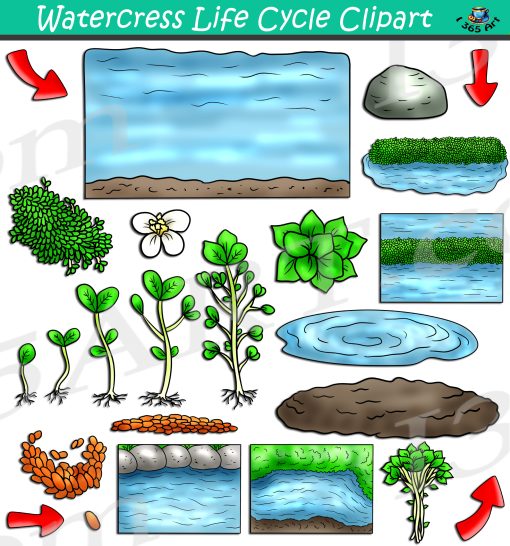 Watercress Life Cycle Clipart