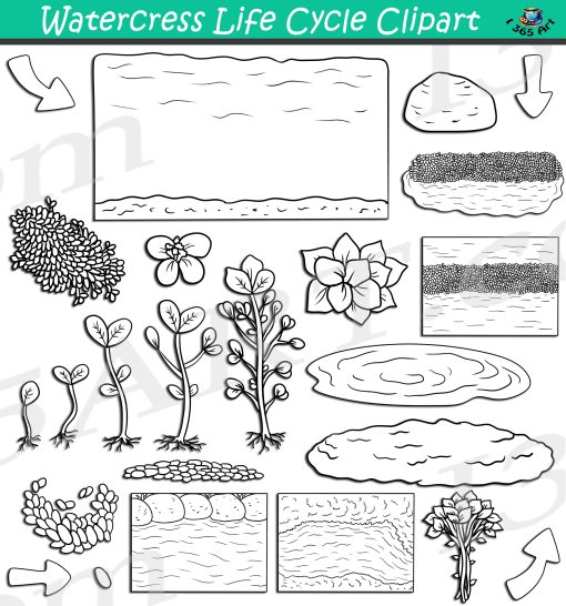 Watercress Life Cycle Clipart