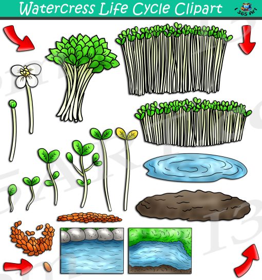 Watercress Life Cycle Clipart