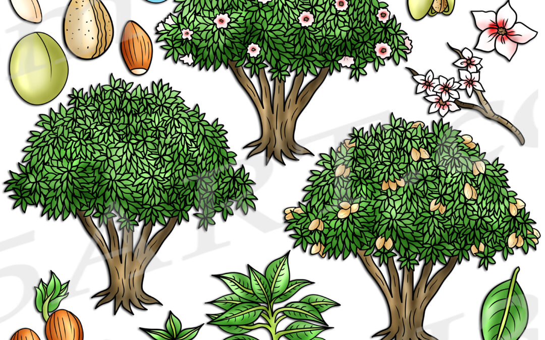 Almond Tree Life Cycle Clipart Set Download
