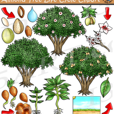 Almond Tree Life Cycle Clipart