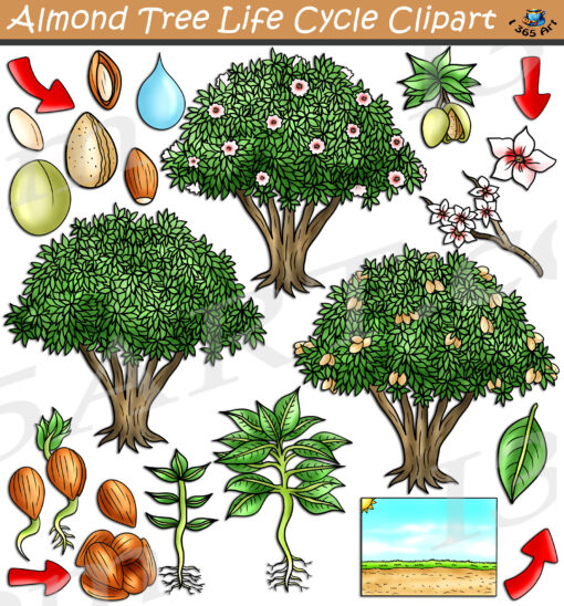 Almond Tree Life Cycle Clipart