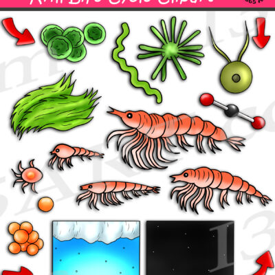 Krill Life Cycle Clipart