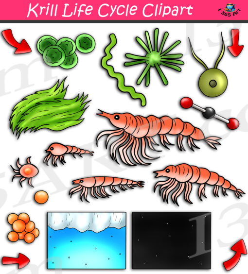 Krill Life Cycle Clipart