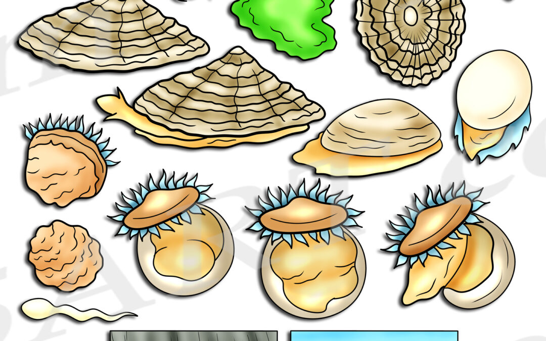 Limpet Life Cycle Clipart Set Download