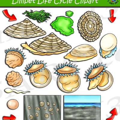 Limpet Life Cycle Clipart