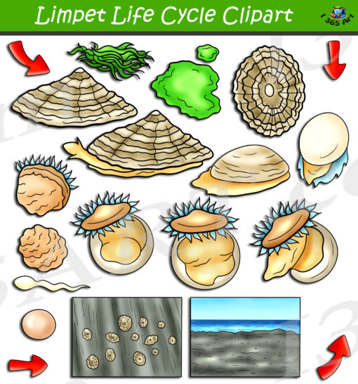 Limpet Life Cycle Clipart