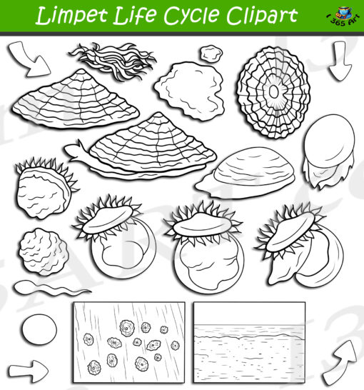 Limpet Life Cycle Clipart