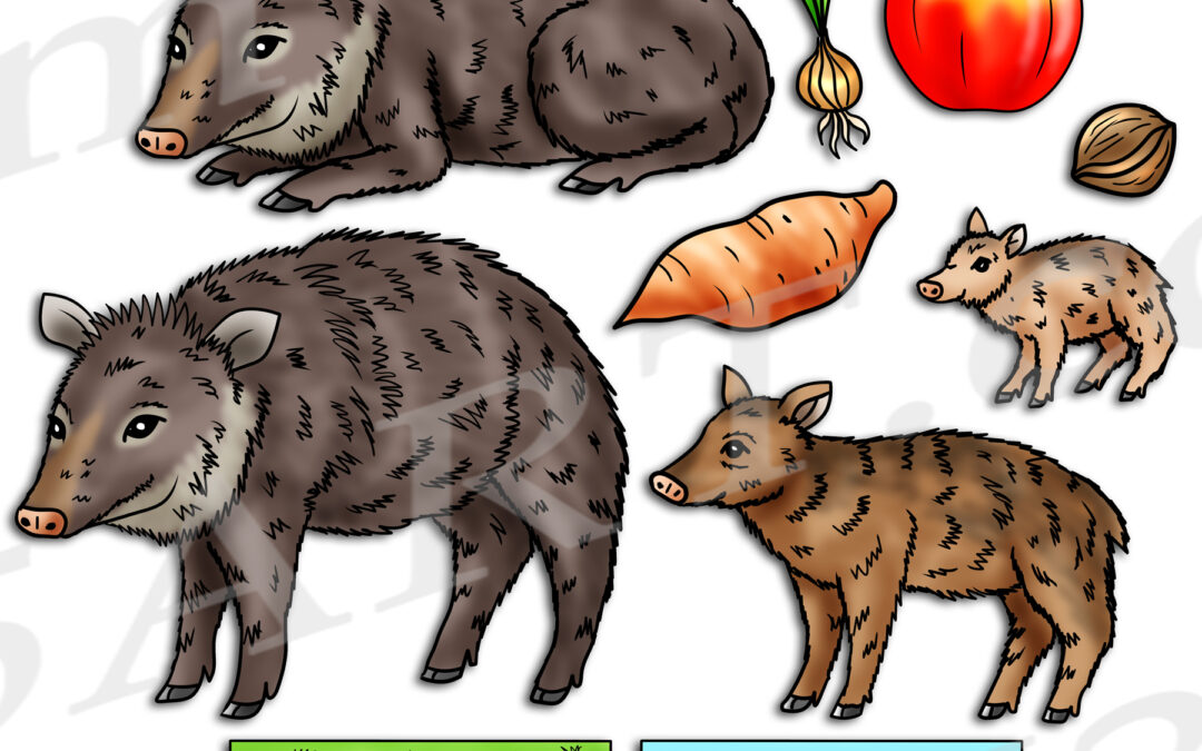 Peccary Life Cycle Clipart Set Download