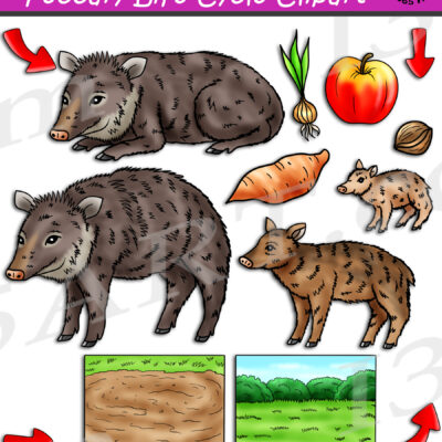 Peccary Life Cycle Clipart