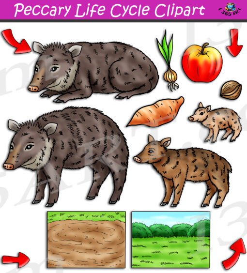 Peccary Life Cycle Clipart