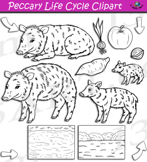 Peccary Life Cycle Clipart