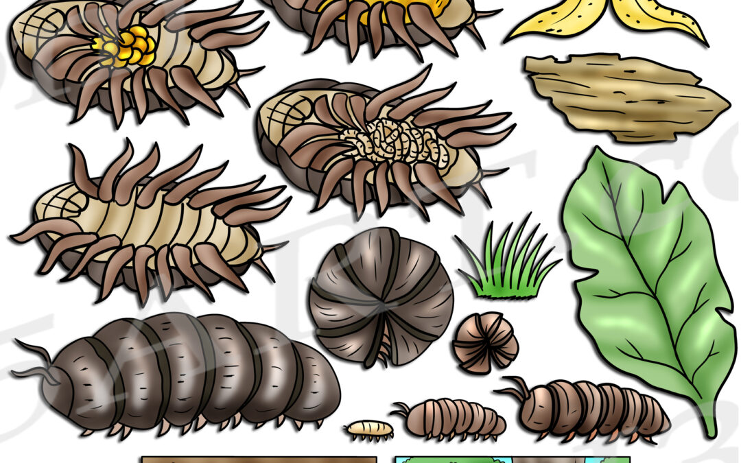 Roly Poly Pill Bug Life Cycle Clipart Set Download