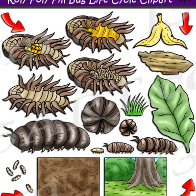 Roly Poly Pill Bug Life Cycle Clipart