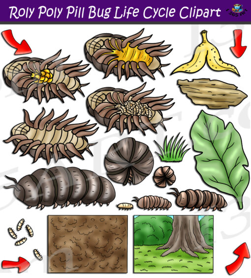 Roly Poly Pill Bug Life Cycle Clipart