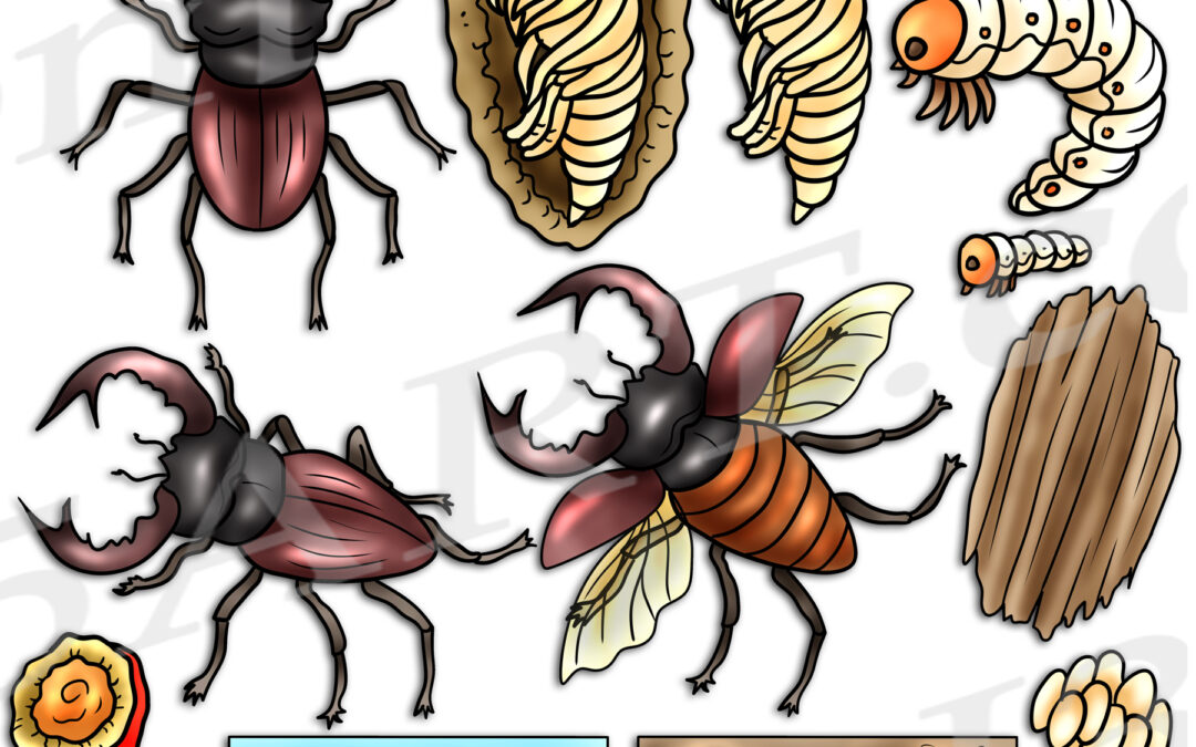Stag Beetle Life Cycle Clipart Set Download