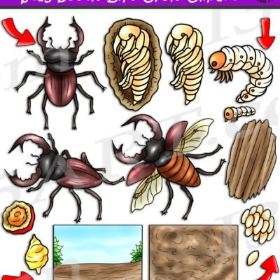 Stag Beetle Life Cycle Clipart