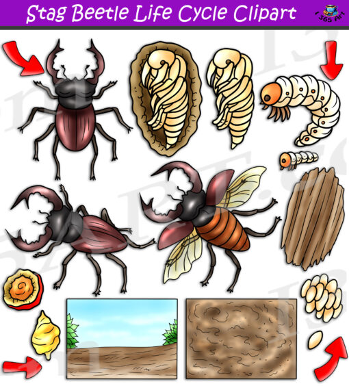 Stag Beetle Life Cycle Clipart