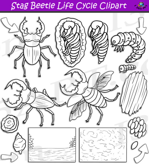 Stag Beetle Life Cycle Clipart