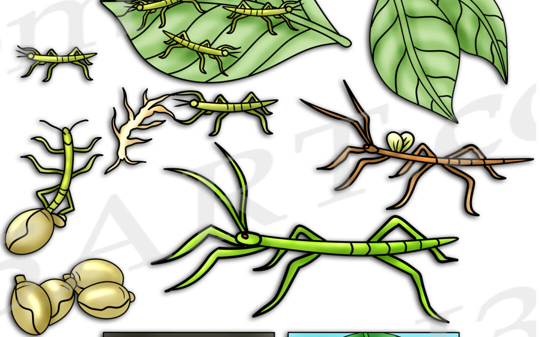 Stick Insect Life Cycle Clipart Set Download
