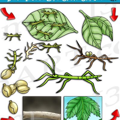 Stick Insect Life Cycle Clipart