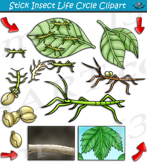 Stick Insect Life Cycle Clipart