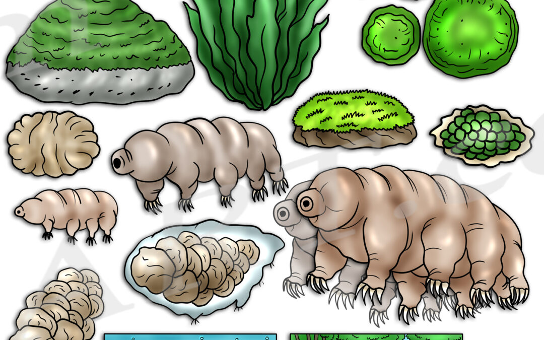 Tardigrade Life Cycle Clipart Set Download