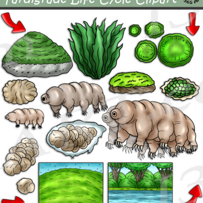 Tardigrade Life Cycle Clipart