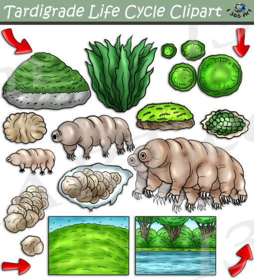 Tardigrade Life Cycle Clipart