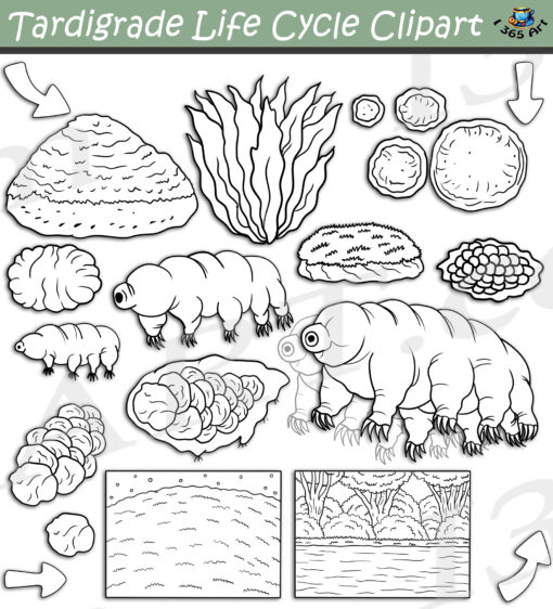 Tardigrade Life Cycle Clipart