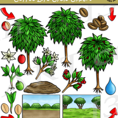 Coffee Life Cycle Clipart