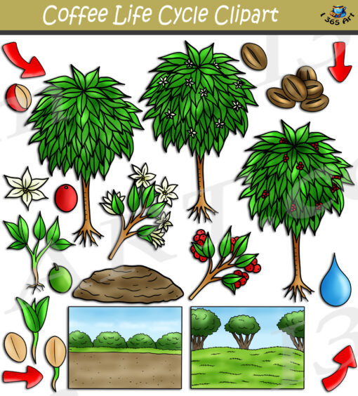 Coffee Life Cycle Clipart