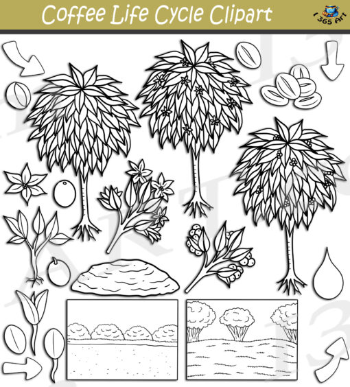 Coffee Life Cycle Clipart