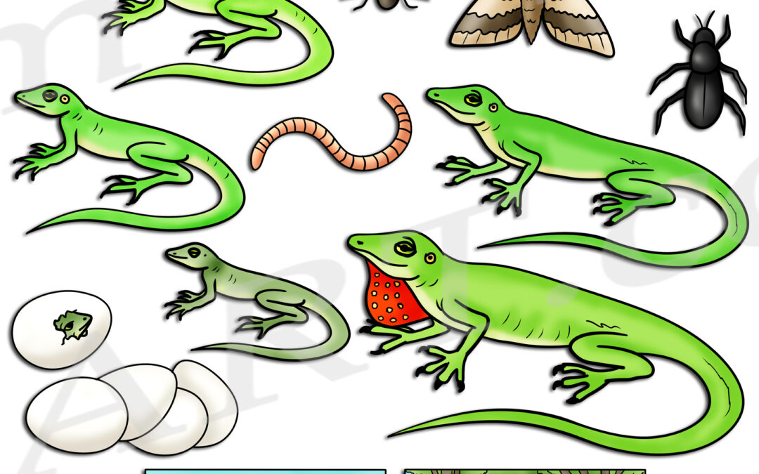 Green Anole Life Cycle Clipart Set Download