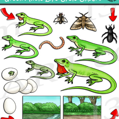 Green Anole Life Cycle Clipart