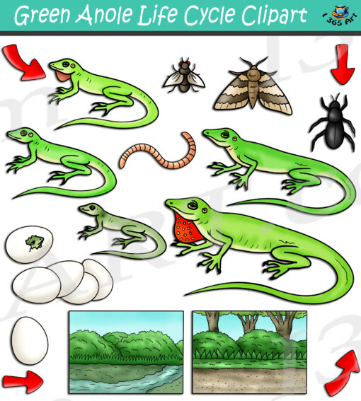 Green Anole Life Cycle Clipart